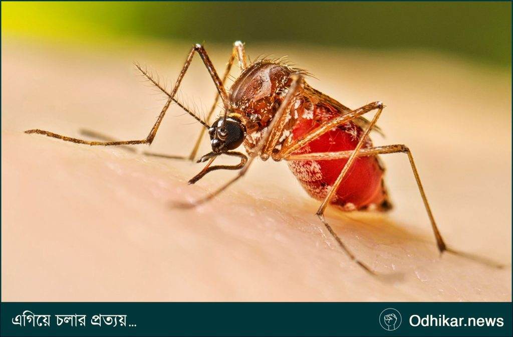 ২৪ ঘণ্টায় ডেঙ্গুতে তিনজনের মৃত্যু, হাসপাতালে ৪৬৩