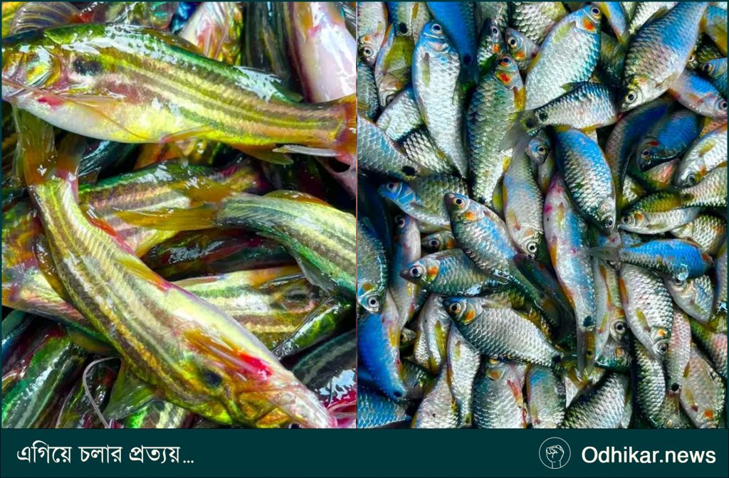 ধনবাড়ীর নদ-নদী ও খাল-বিলে দেশীয় মাছের অস্তিত্ব সংকট, হারিয়ে যাচ্ছে ঐতিহ্য
