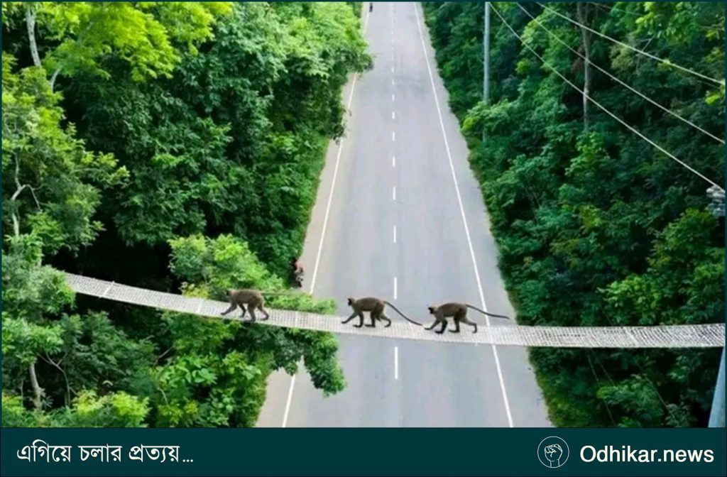 মধুপুর বনাঞ্চলে বন্যপ্রাণীর নিরাপদ চলাচলে বন বিভাগের পাঁচ রোপওয়ে করিডোর
