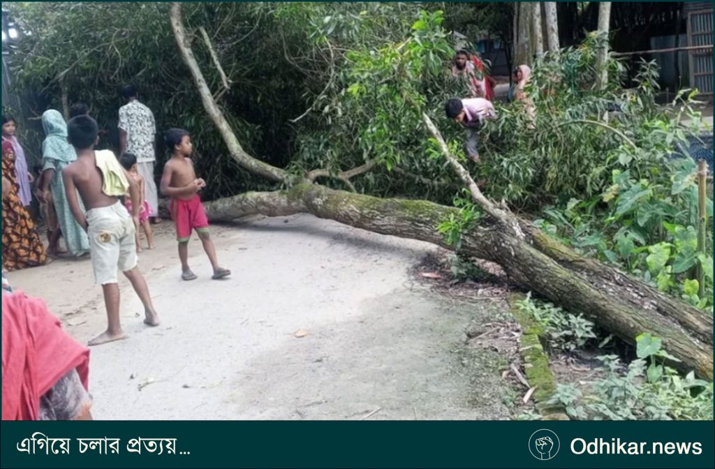লোডশেডিংয়ে অতিষ্ঠ হয়ে গাছের নিচে বৃদ্ধা, সেই গাছ ভেঙেই প্রাণ গেল বৃদ্ধার