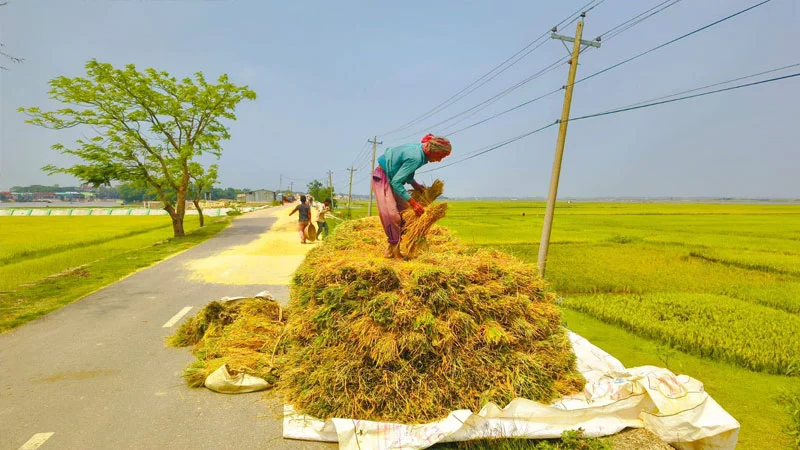সিলেট অঞ্চলে কমেছে ধান-চালের দাম, হতাশ কৃষক