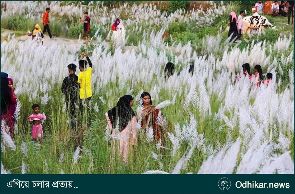 কাশফুলের শুভ্রতায় অন্য এক রাজশাহী, প্রকৃতির টানে ছুটছেন নগরবাসী