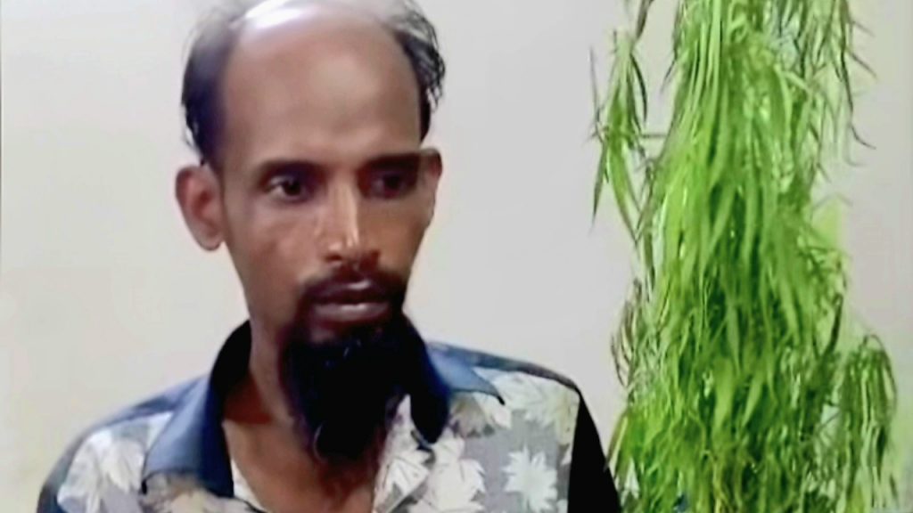 বসতঘরের পেছনে লাগানো গাঁজা গাছসহ যুবক গ্রেপ্তার